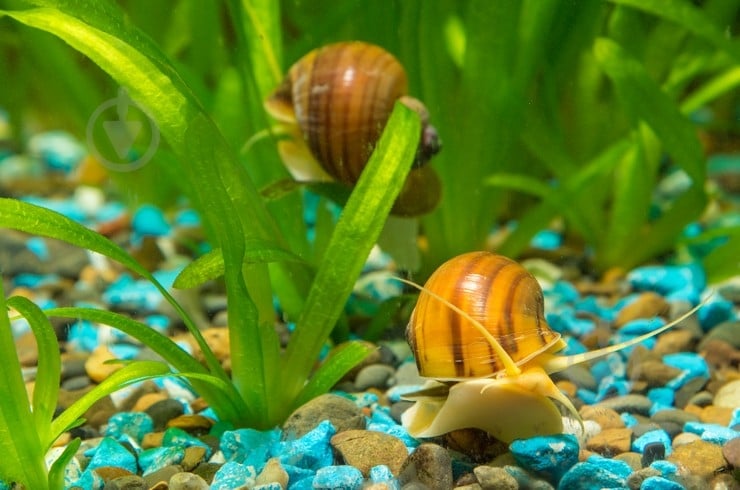 Улитка Ампулярия 1-3 См - фото 8