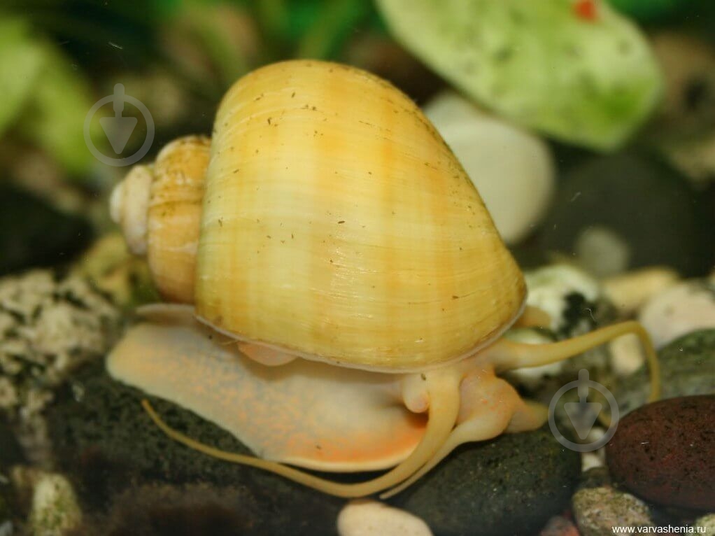 Улитка Ампулярия 1-3 См - фото 10