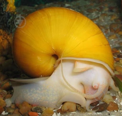 Улитка Ампулярия 1-3 См - фото 1