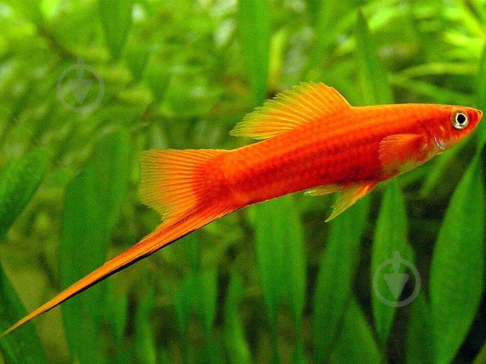 Рыбка Меченосец красный 3-5 см - фото 1 Рыбка Меченосец красный 3-5 см - фото 1