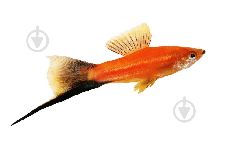 Рыбка Меченосец красный 3-5 см - фото 5 Рыбка Меченосец красный 3-5 см - фото 5