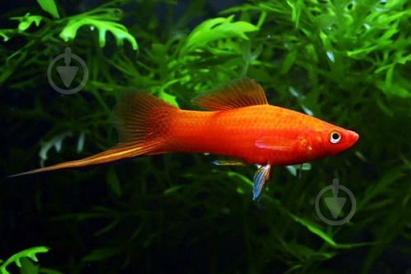 Рыбка Меченосец красный 3-5 см - фото 6 Рыбка Меченосец красный 3-5 см - фото 6