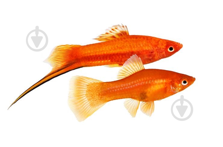 Рыбка Меченосец красный 3-5 см - фото 8 Рыбка Меченосец красный 3-5 см - фото 8