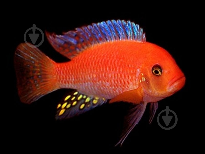 Рыбка Псевдотрофеус Зебра 1,5-3 см - фото 1