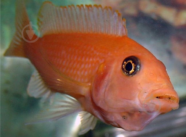 Рыбка Псевдотрофеус Зебра 1,5-3 см - фото 2