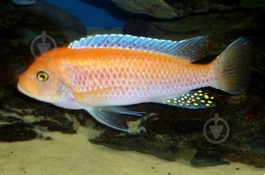 Рыбка Псевдотрофеус Зебра 1,5-3 см - фото 3