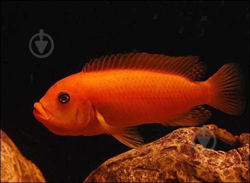 Рыбка Псевдотрофеус Зебра 1,5-3 см - фото 6