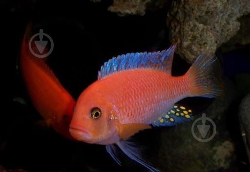 Рыбка Псевдотрофеус Зебра 1,5-3 см - фото 4