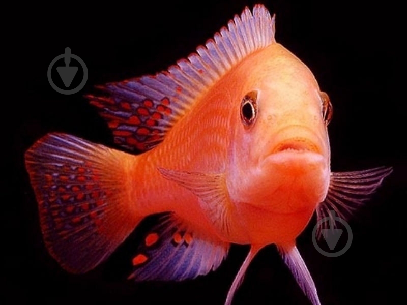 Рыбка Псевдотрофеус Зебра 1,5-3 см - фото 7