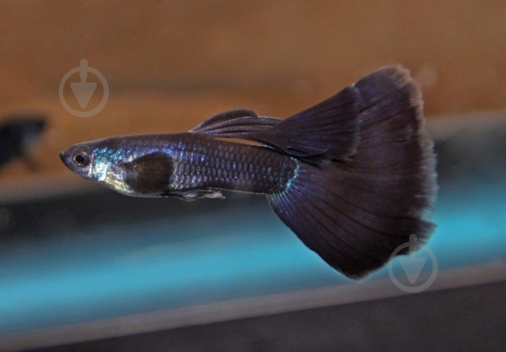 Рыбка Моллинезия черная 3-5 см - фото 11