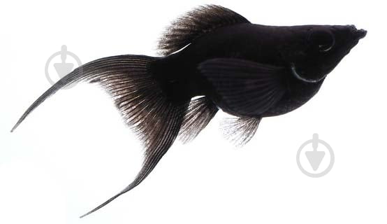 Рыбка Моллинезия черная 3-5 см - фото 1