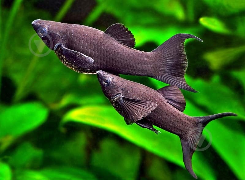 Рыбка Моллинезия черная 3-5 см - фото 8