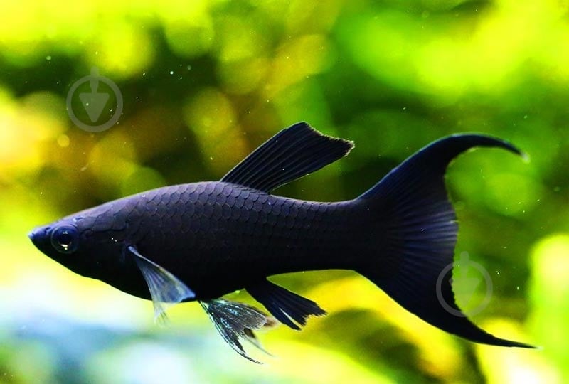 Рыбка Моллинезия черная 3-5 см - фото 10