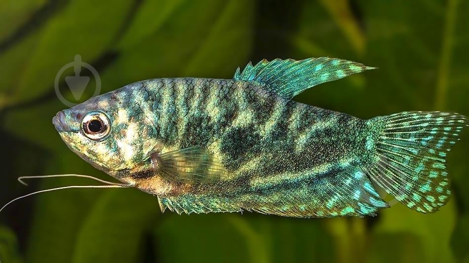 Рыбка Гурами Мраморный 3-6 см - фото 4