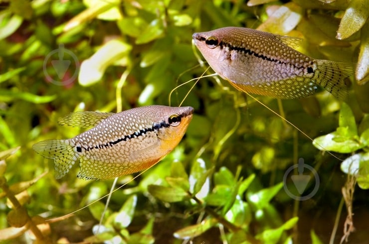 Рыбка Гурами Мраморный 3-6 см - фото 3
