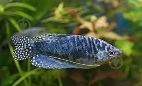 Рыбка Гурами Мраморный 3-6 см - фото 2