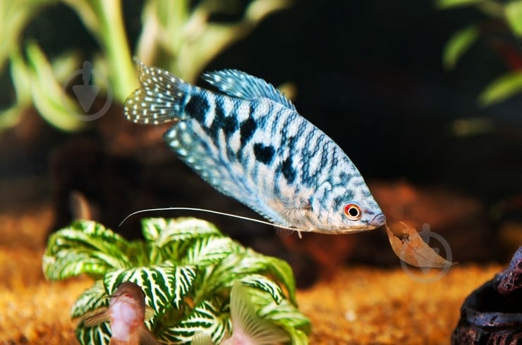 Рыбка Гурами Мраморный 3-6 см - фото 6