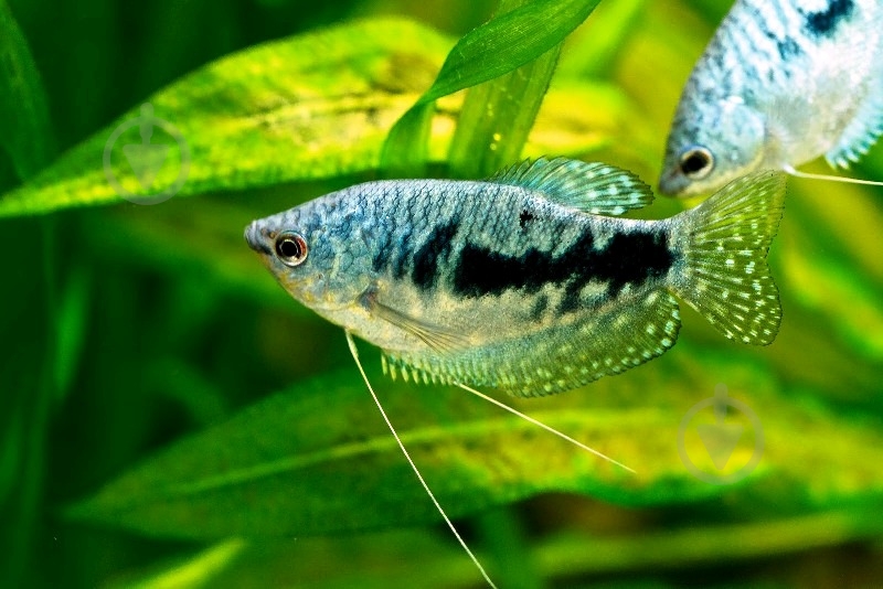 Рыбка Гурами Мраморный 3-6 см - фото 10