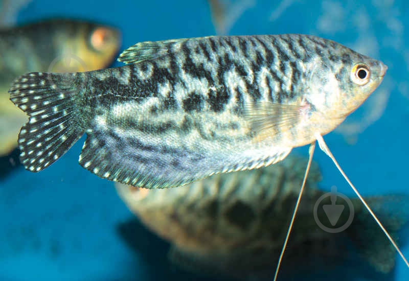 Рыбка Гурами Мраморный 3-6 см - фото 11