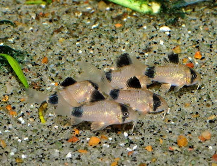 Рыбка Сомик панда 1,5-3 см - фото 3