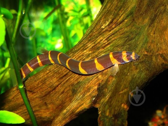 Рыбка Акантофтальмус Кюля 4-7 см - фото 14 Рыбка Акантофтальмус Кюля 4-7 см - фото 14