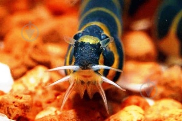 Рыбка Акантофтальмус Кюля 4-7 см - фото 13 Рыбка Акантофтальмус Кюля 4-7 см - фото 13