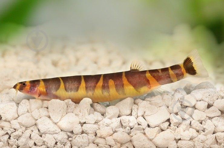 Рыбка Акантофтальмус Кюля 4-7 см - фото 16 Рыбка Акантофтальмус Кюля 4-7 см - фото 16