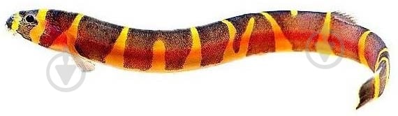 Рыбка Акантофтальмус Кюля 4-7 см - фото 6 Рыбка Акантофтальмус Кюля 4-7 см - фото 6