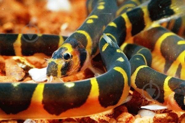 Рыбка Акантофтальмус Кюля 4-7 см - фото 4 Рыбка Акантофтальмус Кюля 4-7 см - фото 4