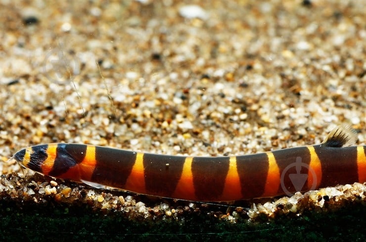 Рыбка Акантофтальмус Кюля 4-7 см - фото 3 Рыбка Акантофтальмус Кюля 4-7 см - фото 3