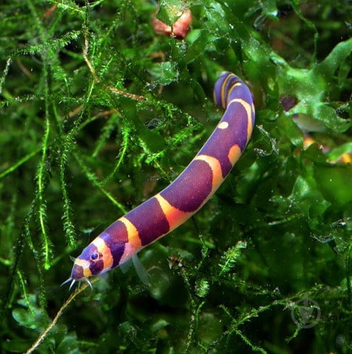 Рыбка Акантофтальмус Кюля 4-7 см - фото 5 Рыбка Акантофтальмус Кюля 4-7 см - фото 5