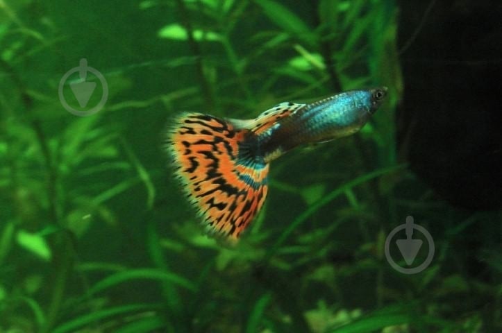 Рыбка Гуппи Ассорти 4-6 см - фото 8