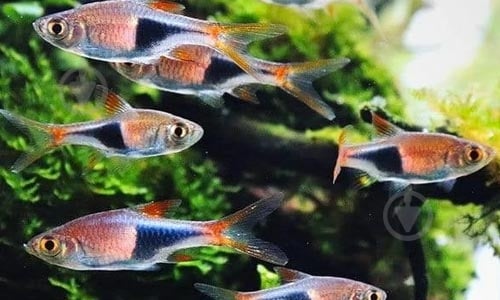 Рыбка Расбора 2,5-4 см - фото 6