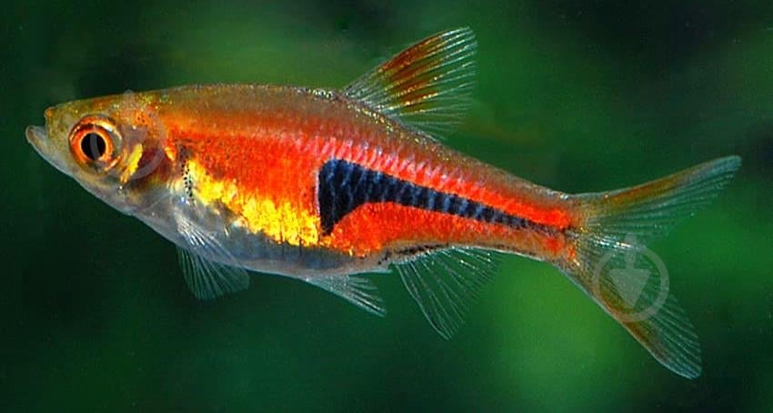 Рыбка Расбора 2,5-4 см - фото 14