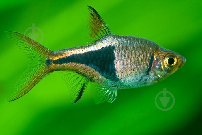 Рыбка Расбора 2,5-4 см - фото 16