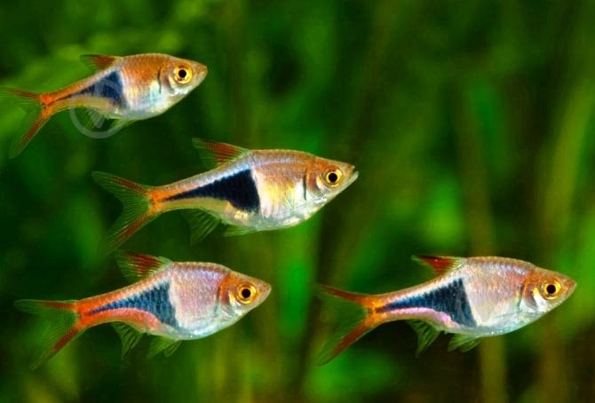 Рыбка Расбора 2,5-4 см - фото 1