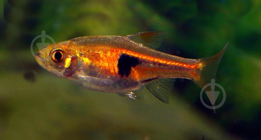 Рыбка Расбора 2,5-4 см - фото 13