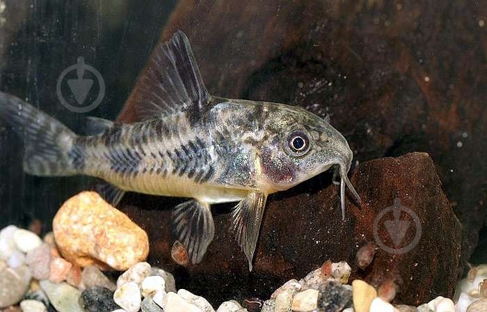 Рыбка Сомик крапчатый 1,5-3 см - фото 7 Рыбка Сомик крапчатый 1,5-3 см - фото 7