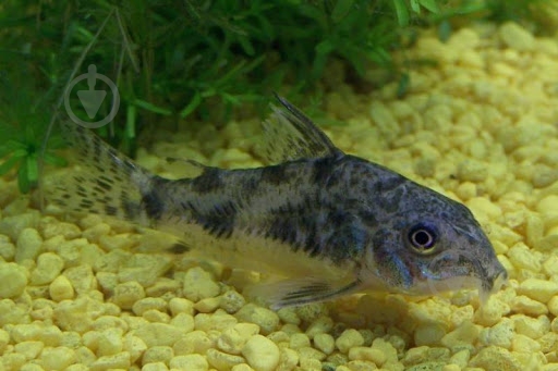Рыбка Сомик крапчатый 1,5-3 см - фото 10 Рыбка Сомик крапчатый 1,5-3 см - фото 10