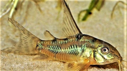 Рыбка Сомик крапчатый 1,5-3 см - фото 12 Рыбка Сомик крапчатый 1,5-3 см - фото 12