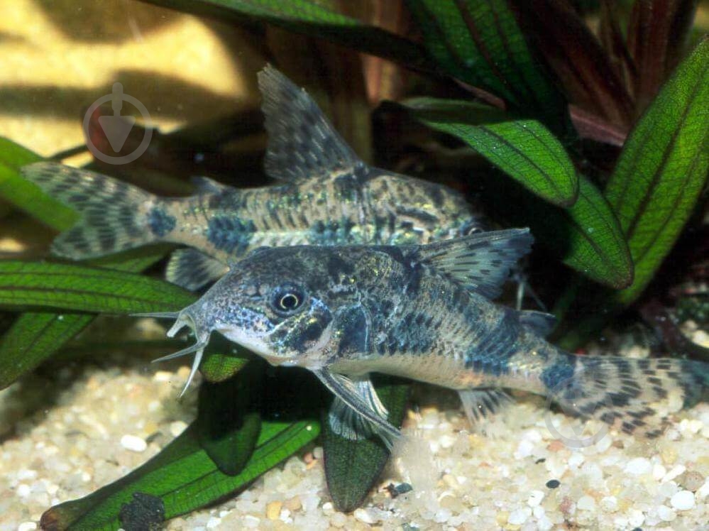 Рыбка Сомик крапчатый 1,5-3 см - фото 13 Рыбка Сомик крапчатый 1,5-3 см - фото 13