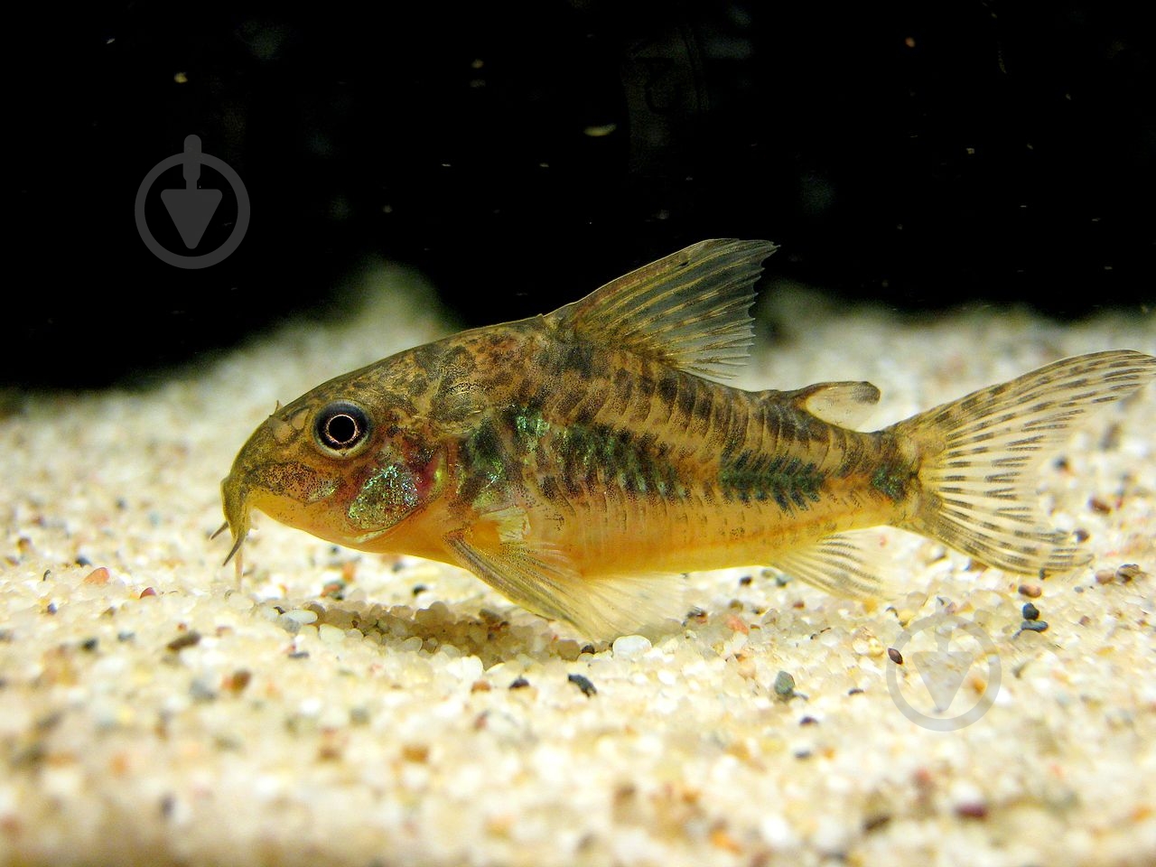 Рыбка Сомик крапчатый 1,5-3 см - фото 15 Рыбка Сомик крапчатый 1,5-3 см - фото 15