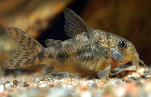 Рыбка Сомик крапчатый 1,5-3 см - фото 14 Рыбка Сомик крапчатый 1,5-3 см - фото 14