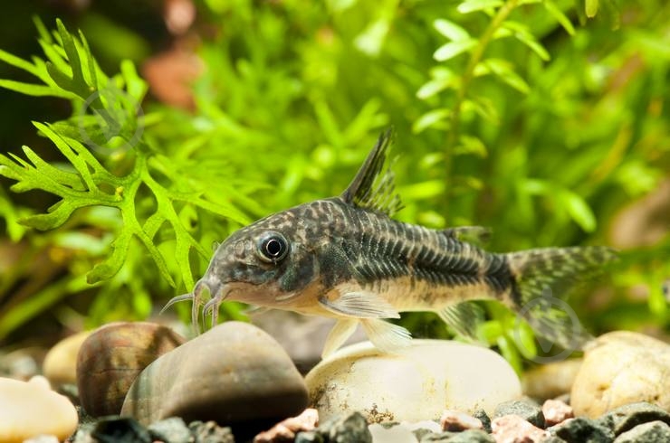 Рыбка Сомик крапчатый 1,5-3 см - фото 5 Рыбка Сомик крапчатый 1,5-3 см - фото 5