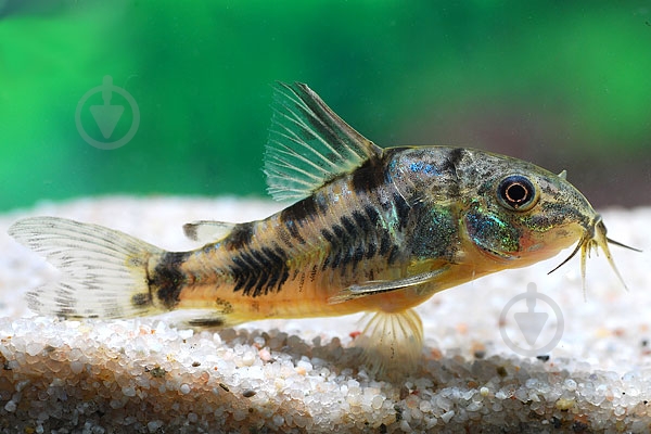 Рыбка Сомик крапчатый 1,5-3 см - фото 3 Рыбка Сомик крапчатый 1,5-3 см - фото 3