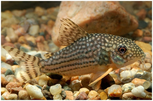 Рыбка Сомик крапчатый 1,5-3 см - фото 8 Рыбка Сомик крапчатый 1,5-3 см - фото 8