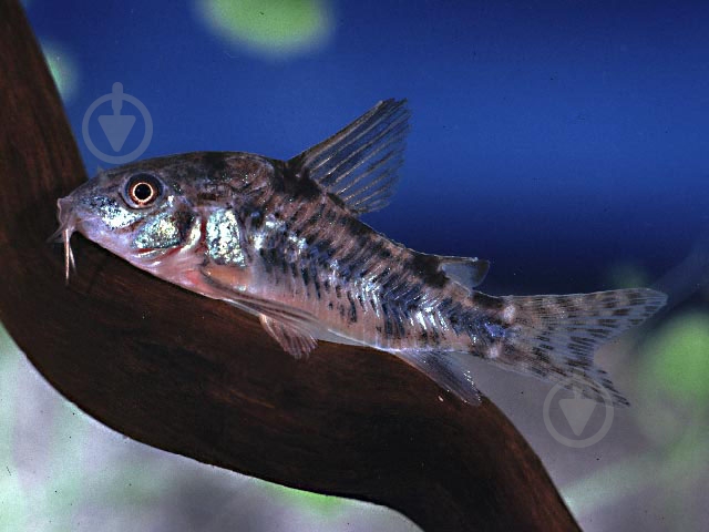 Рыбка Сомик крапчатый 1,5-3 см - фото 11 Рыбка Сомик крапчатый 1,5-3 см - фото 11