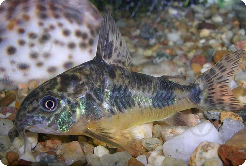 Рыбка Сомик крапчатый 1,5-3 см - фото 4 Рыбка Сомик крапчатый 1,5-3 см - фото 4