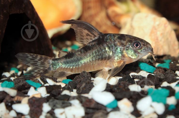 Рыбка Сомик крапчатый 1,5-3 см - фото 6 Рыбка Сомик крапчатый 1,5-3 см - фото 6