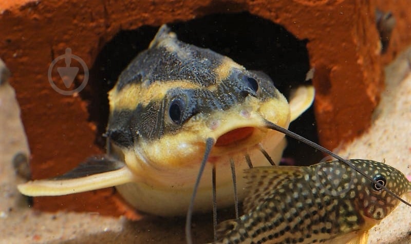 Рыбка Платидорас смугастий4-6 см - фото 6